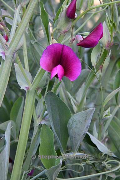 wpl_imgKL/Lathyrus tingitanus 6.jpg